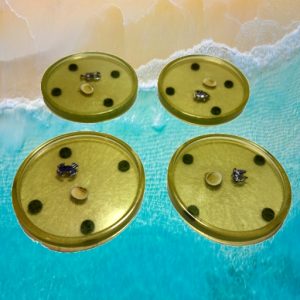 Coasters Set of 4 (Lt Green-Sea Creatures)